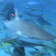 Shark Week: Shark Migration