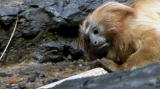 News: Golden Lion Tamarin