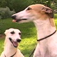 Breed All About It: Whippet