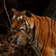 Tiger: Spy in the Jungle: Tiger Cubs Hope for the Future