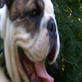 Dogs 101: English Bulldog