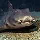 Sharks Under Glass: Hands-On Sharks