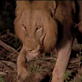 Killer Clips: Lion Attacks Sleeping Hyena