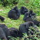 Gorillas in Peril: Grooming Gorillas