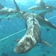 Shark Week: Shark Repellent