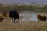 Weird True & Freaky: Lioness Hunting Methods