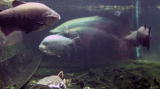 News: Amazon River Monsters