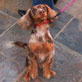 Pet Trends with Maggie Gallant: Meet Up!