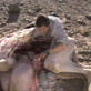 play video on Discovery Channel