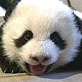 Meet the Pandas: Wolong Introduction