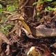 King Cobra and I: To Catch a Cobra