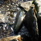 The Grizzly Man Diaries: False Salmon Run