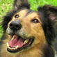 Iams Tricks & Training: Dogs