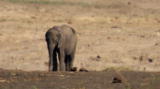 Elephants Breaking Boundaries: Saddest Elephant Ever?