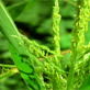Ecopolis: Biofuel