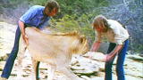 A Lion Called Christian: Christian the Lion Reunion