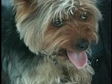 Animal Cops San Francisco: Dog in Distress
