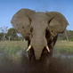 Into the Unknown: Elephant Orphanage