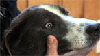 Animals: Training a Dog (and a human) for a 1,100 mile race