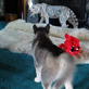 Bissell Pet Games Week 1: Who That in my House?