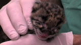 News: Rare Leopard Cubs Born