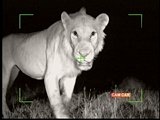 Okavango Untamed: Light on Lions