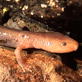 Earth: Caves Reveal Hidden Creatures
