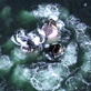 Planet Earth :Ice Worlds