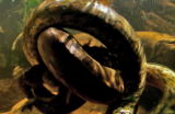 What's To Love: Anaconda
