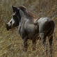 Killer Clips: Lion Hunts Warthog