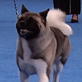 AKC/Eukanuba: Macy the Akita