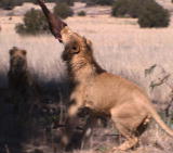 Lion Feeding Frenzy: Fishing for Lions