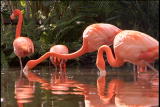Ms. Adventure: Fashionable Flamingos