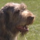 Spinone Italiano