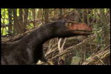 Mammals Vs. Dinos: Dilong - Feathered Hunters