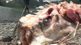 Survivorman 2 Shorts: Alaskan Survival