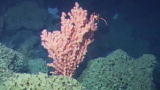 Blue August: Oceana, Destructive Trawling