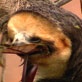 Amazon Claws: An Itchy Situation