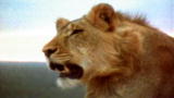 2008: The Year in Animals: No. 1 - Christian the Lion