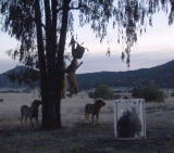 Lion Feeding Frenzy: Midnight Snacks