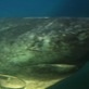 Top 10 Weird Sharks
