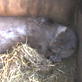 Saving Grace the Otter: Webisode 27 Part 2