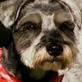 Extraordinary Animals: The Canine Grim Reaper