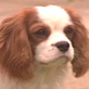 Breed All About It: Cavalier King Charles Spaniel