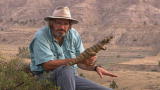 Valley of the T-Rex: Valley of the T-Rex (Full Episode)