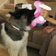 Petfinder: Jumping - How to Teach Calm Behavior