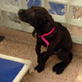 Animal Cops: Adult Dog Adoptions