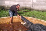 Crocodile Feeding Frenzy: Gator Jaws