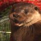 Saving Grace the Otter: Saving Grace the Otter - Webiso ...