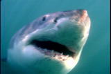 play video on Animal Planet